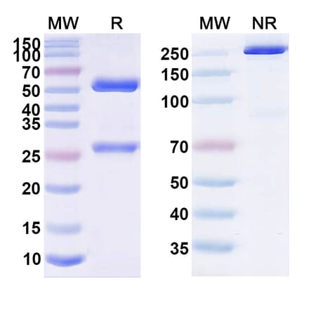 SDS-PAGE - Pimivalimab Biosimilar - Anti-PD 1 Antibody - BSA and Azide free (A339077) - Antibodies.com