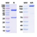 SDS-PAGE - Pimivalimab Biosimilar - Anti-PD 1 Antibody - BSA and Azide free (A339077) - Antibodies.com