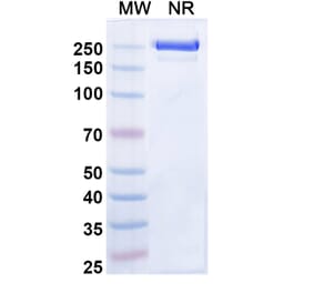 SDS-PAGE - Zeluvalimab Biosimilar - Anti-PD 1 Antibody - BSA and Azide free (A339078) - Antibodies.com