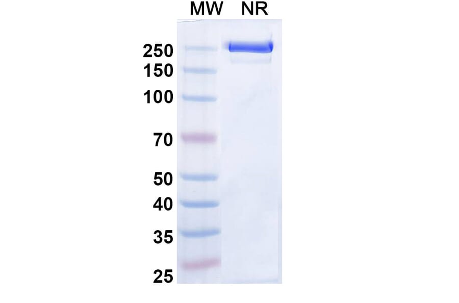SDS-PAGE - Zeluvalimab Biosimilar - Anti-PD 1 Antibody - BSA and Azide free (A339078) - Antibodies.com