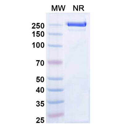 SDS-PAGE - Zeluvalimab Biosimilar - Anti-PD 1 Antibody - BSA and Azide free (A339078) - Antibodies.com