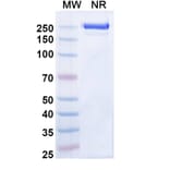 SDS-PAGE - Zeluvalimab Biosimilar - Anti-PD 1 Antibody - BSA and Azide free (A339078) - Antibodies.com