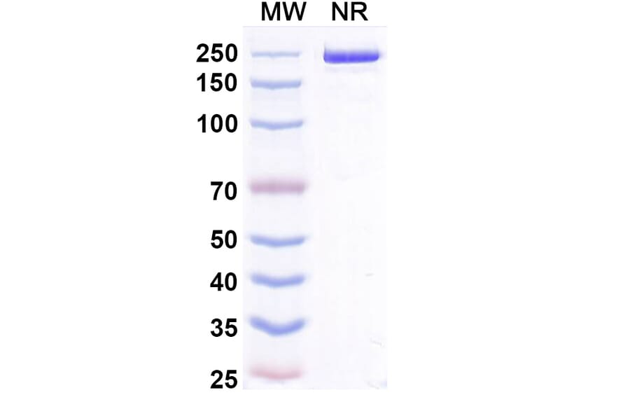 SDS-PAGE - Zeluvalimab Biosimilar - Anti-PD 1 Antibody - BSA and Azide free (A339078) - Antibodies.com