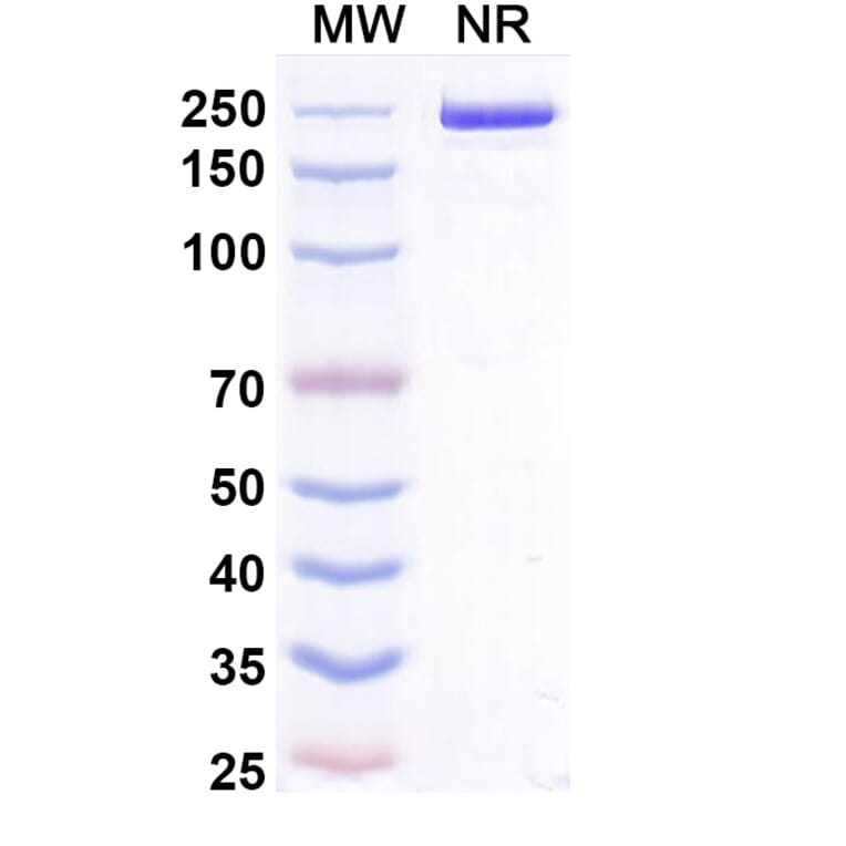 SDS-PAGE - Zeluvalimab Biosimilar - Anti-PD 1 Antibody - BSA and Azide free (A339078) - Antibodies.com