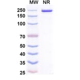 SDS-PAGE - Zeluvalimab Biosimilar - Anti-PD 1 Antibody - BSA and Azide free (A339078) - Antibodies.com