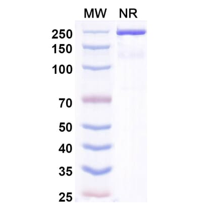 SDS-PAGE - Zimbirelimab Biosimilar - Anti-PD 1 Antibody - BSA and Azide free (A339080) - Antibodies.com