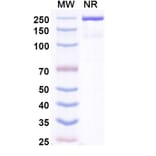 SDS-PAGE - Zimbirelimab Biosimilar - Anti-PD 1 Antibody - BSA and Azide free (A339080) - Antibodies.com