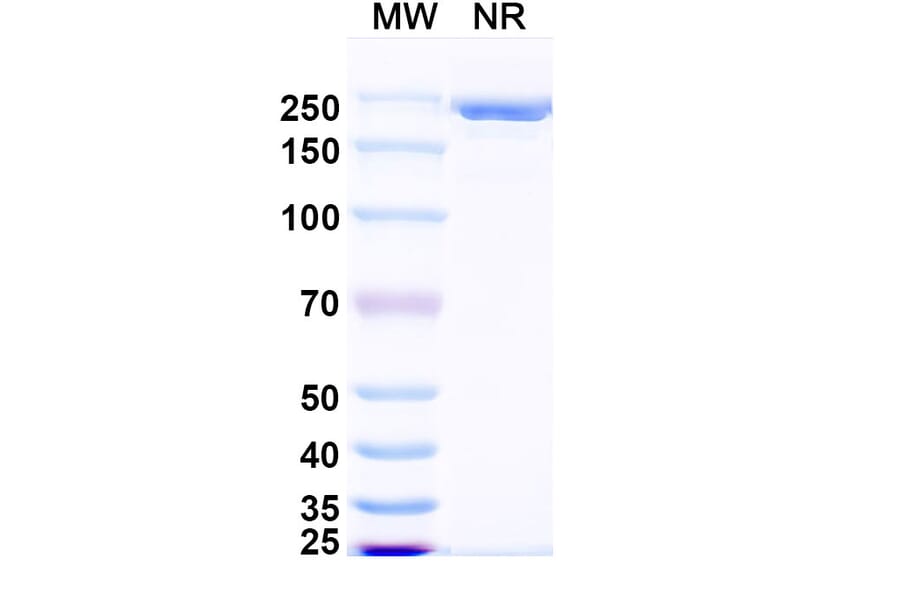 SDS-PAGE - Zimbirelimab Biosimilar - Anti-PD 1 Antibody - BSA and Azide free (A339080) - Antibodies.com