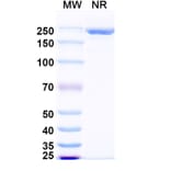 SDS-PAGE - Zimbirelimab Biosimilar - Anti-PD 1 Antibody - BSA and Azide free (A339080) - Antibodies.com