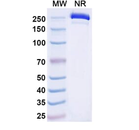 SDS-PAGE - Dafsolimab Biosimilar - Anti-CD3 epsilon Antibody - BSA and Azide free (A339081) - Antibodies.com