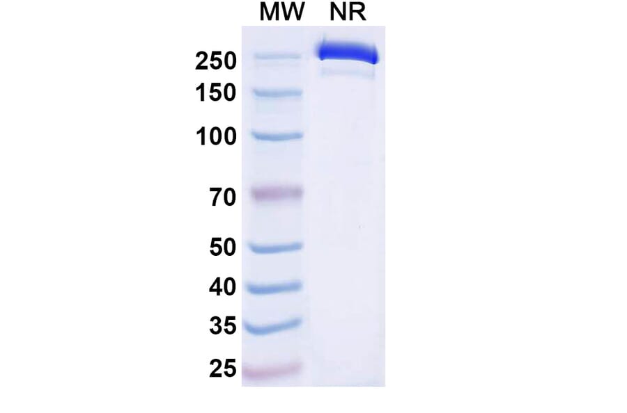 SDS-PAGE - Dafsolimab Biosimilar - Anti-CD3 epsilon Antibody - BSA and Azide free (A339081) - Antibodies.com