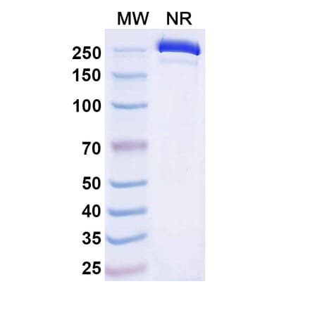 SDS-PAGE - Dafsolimab Biosimilar - Anti-CD3 epsilon Antibody - BSA and Azide free (A339081) - Antibodies.com