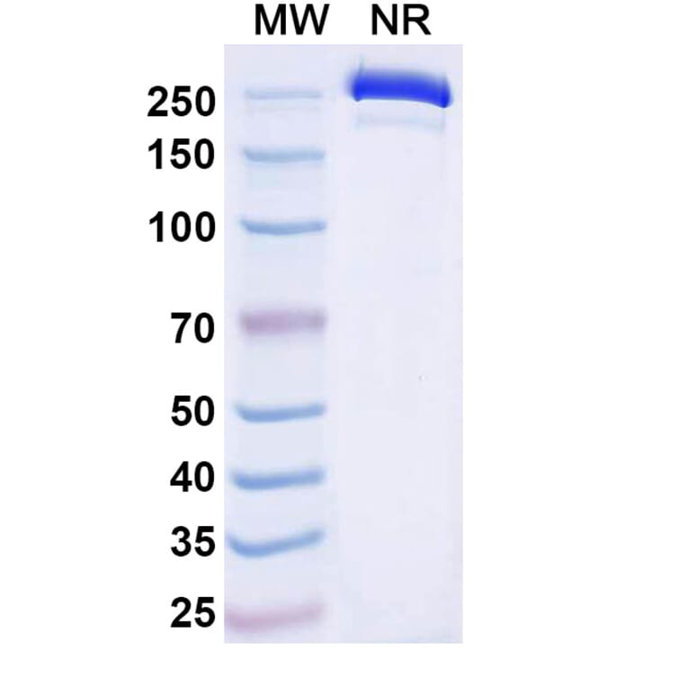 SDS-PAGE - Dafsolimab Biosimilar - Anti-CD3 epsilon Antibody - BSA and Azide free (A339081) - Antibodies.com