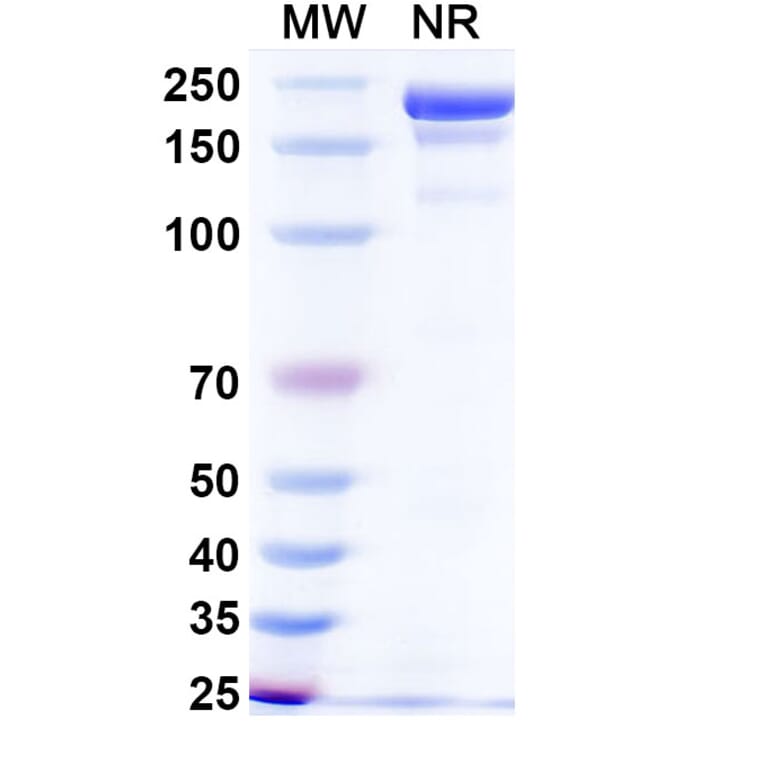 SDS-PAGE - Dafsolimab Biosimilar - Anti-CD3 epsilon Antibody - BSA and Azide free (A339081) - Antibodies.com