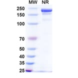 SDS-PAGE - Dafsolimab Biosimilar - Anti-CD3 epsilon Antibody - BSA and Azide free (A339081) - Antibodies.com