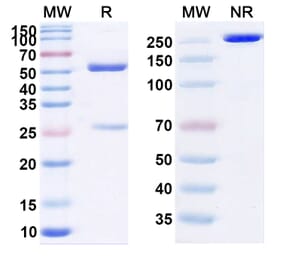 SDS-PAGE - Daxdilimab Biosimilar - Anti-LILRA4 Antibody - BSA and Azide free (A339082) - Antibodies.com
