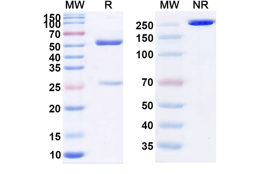 SDS-PAGE - Daxdilimab Biosimilar - Anti-LILRA4 Antibody - BSA and Azide free (A339082) - Antibodies.com