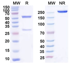 SDS-PAGE - Domvanalimab Biosimilar - Anti-TIGIT Antibody - BSA and Azide free (A339086) - Antibodies.com