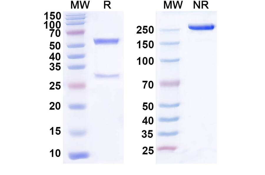 SDS-PAGE - Domvanalimab Biosimilar - Anti-TIGIT Antibody - BSA and Azide free (A339086) - Antibodies.com