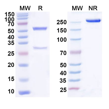 SDS-PAGE - Domvanalimab Biosimilar - Anti-TIGIT Antibody - BSA and Azide free (A339086) - Antibodies.com