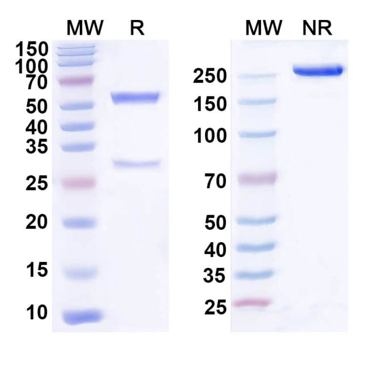 SDS-PAGE - Domvanalimab Biosimilar - Anti-TIGIT Antibody - BSA and Azide free (A339086) - Antibodies.com