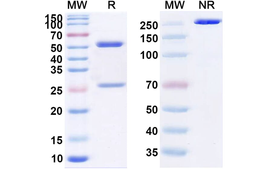 SDS-PAGE - Ebronucimab Biosimilar - Anti-PCSK9 Antibody - BSA and Azide free (A339089) - Antibodies.com