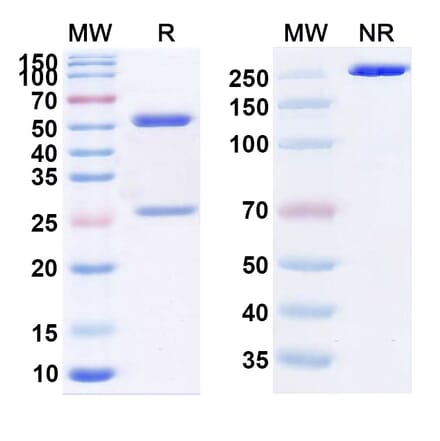 SDS-PAGE - Ebronucimab Biosimilar - Anti-PCSK9 Antibody - BSA and Azide free (A339089) - Antibodies.com