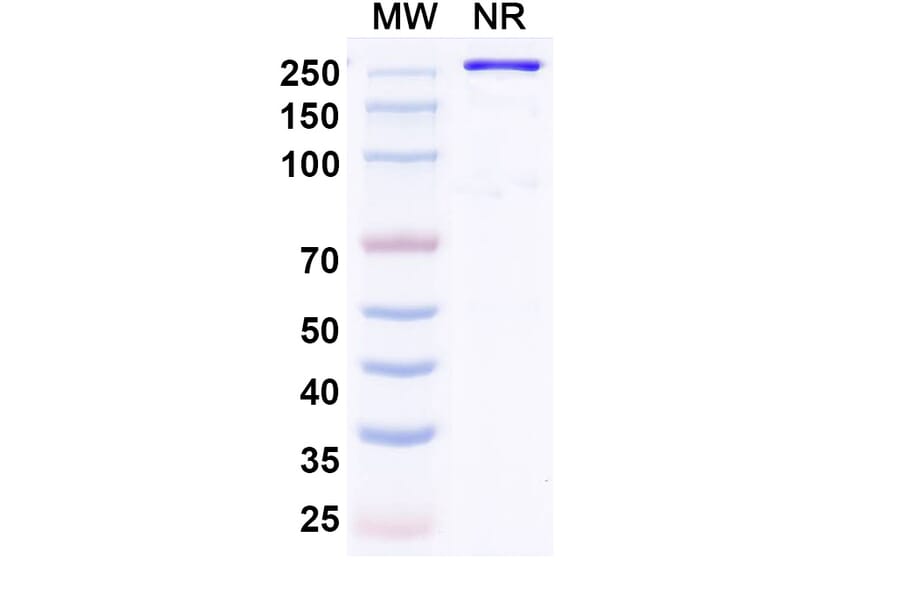 SDS-PAGE - Recaticimab Biosimilar - Anti-PCSK9 Antibody - BSA and Azide free (A339090) - Antibodies.com