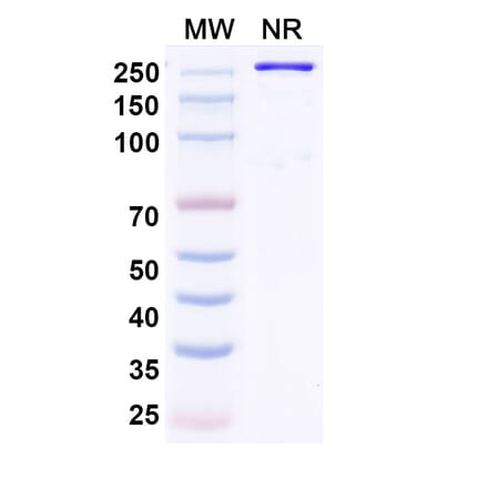 SDS-PAGE - Recaticimab Biosimilar - Anti-PCSK9 Antibody - BSA and Azide free (A339090) - Antibodies.com