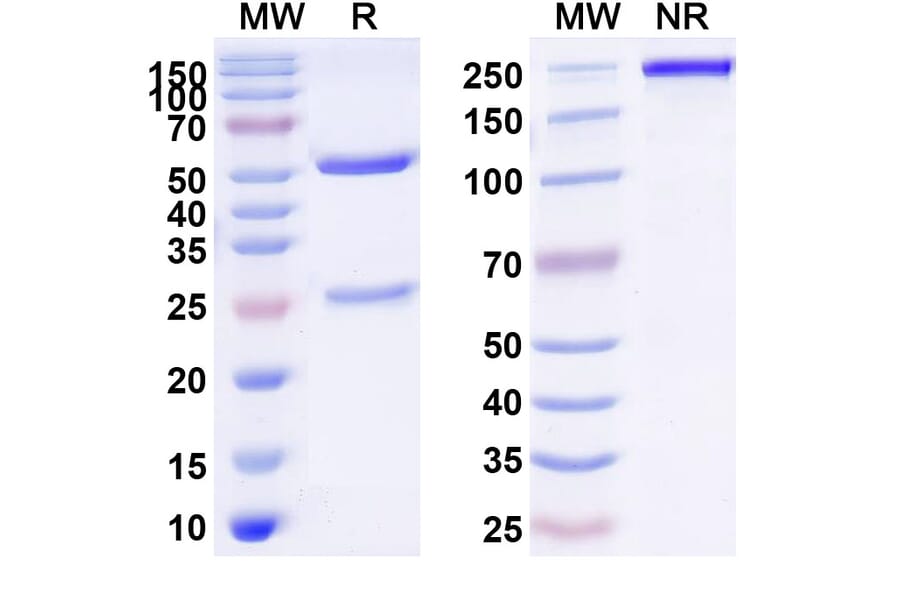 SDS-PAGE - Torudokimab Biosimilar - Anti-IL-33 Antibody - BSA and Azide free (A339091) - Antibodies.com