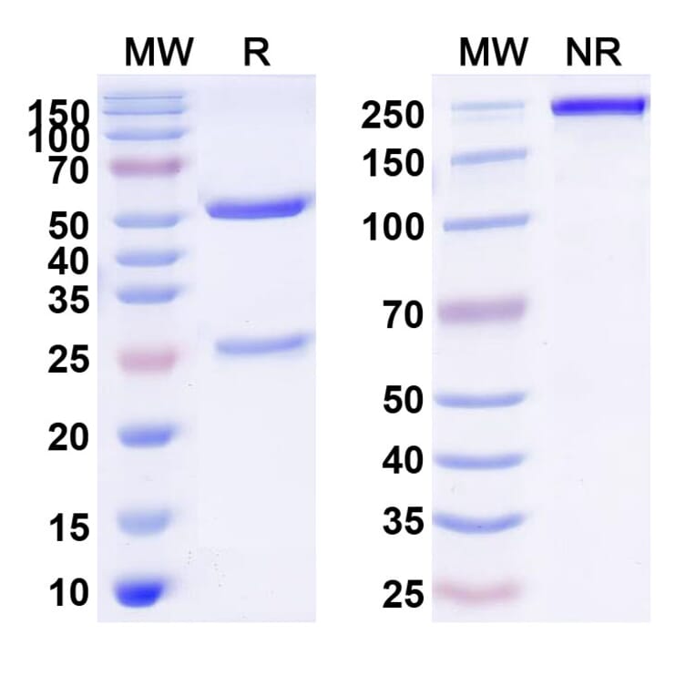 SDS-PAGE - Torudokimab Biosimilar - Anti-IL-33 Antibody - BSA and Azide free (A339091) - Antibodies.com