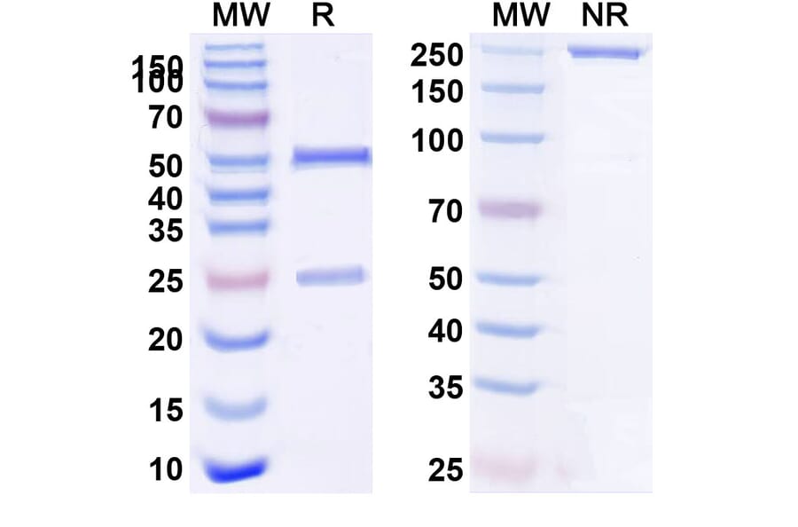SDS-PAGE - Tozorakimab Biosimilar - Anti-IL-33 Antibody - BSA and Azide free (A339092) - Antibodies.com
