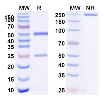 SDS-PAGE - Tozorakimab Biosimilar - Anti-IL-33 Antibody - BSA and Azide free (A339092) - Antibodies.com