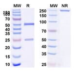 SDS-PAGE - Tozorakimab Biosimilar - Anti-IL-33 Antibody - BSA and Azide free (A339092) - Antibodies.com