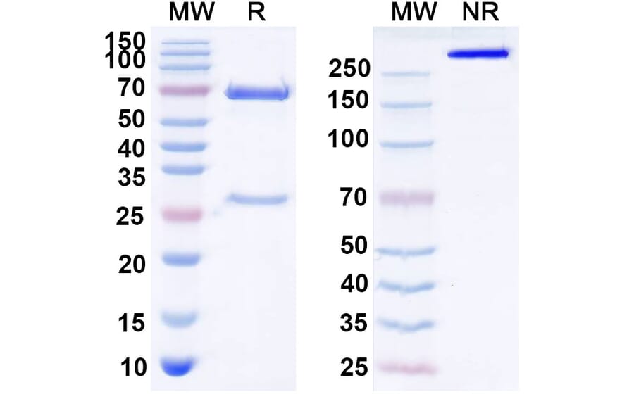 SDS-PAGE - Idactamab Biosimilar - Anti-ASCT2 Antibody - BSA and Azide free (A339102) - Antibodies.com