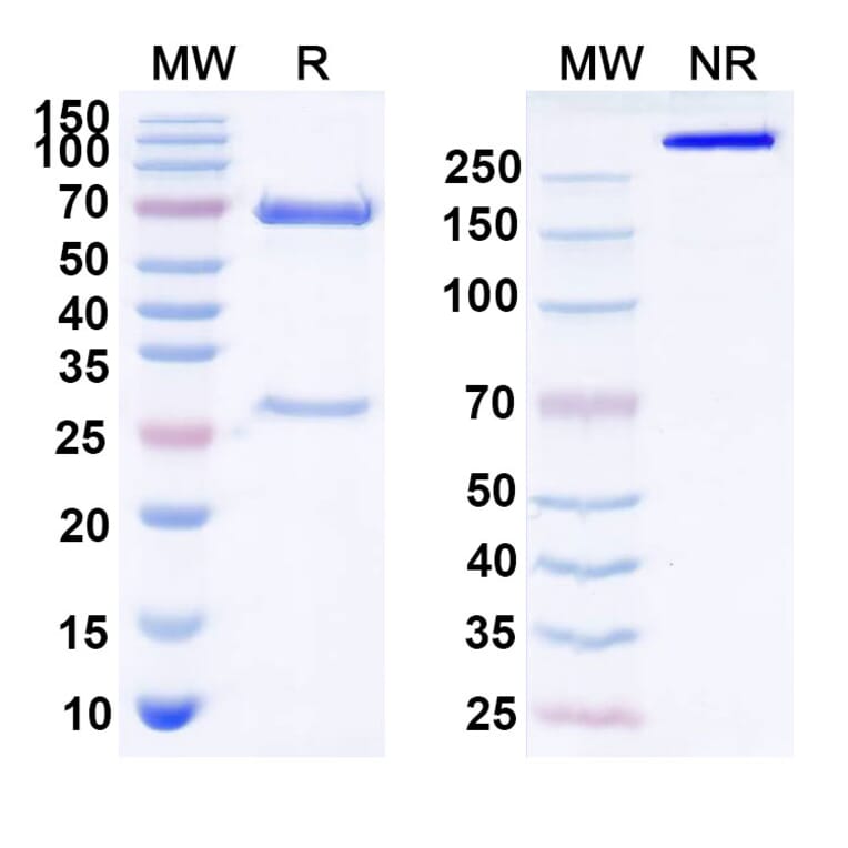 SDS-PAGE - Idactamab Biosimilar - Anti-ASCT2 Antibody - BSA and Azide free (A339102) - Antibodies.com
