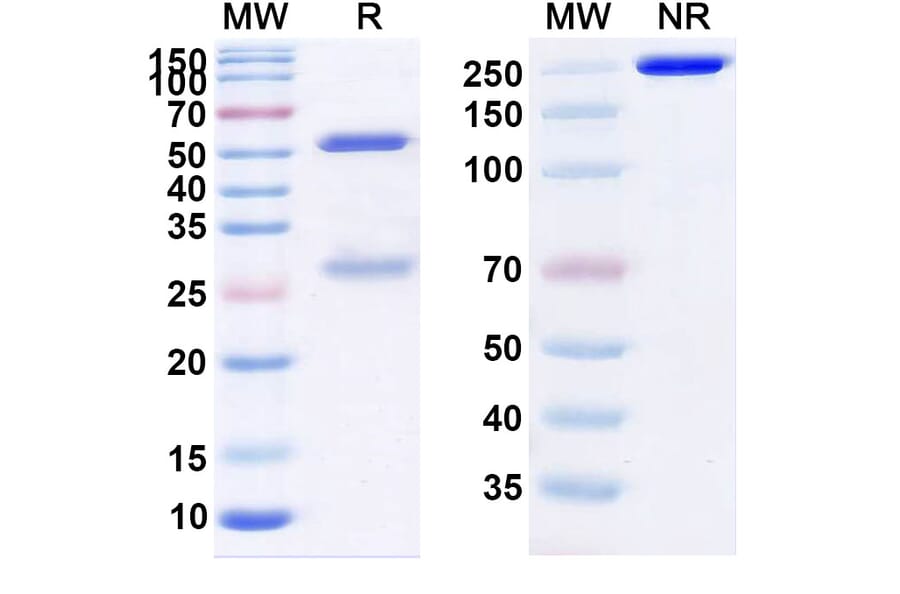 SDS-PAGE - Latozinemab Biosimilar - Anti-Sortilin Antibody - BSA and Azide free (A339104) - Antibodies.com