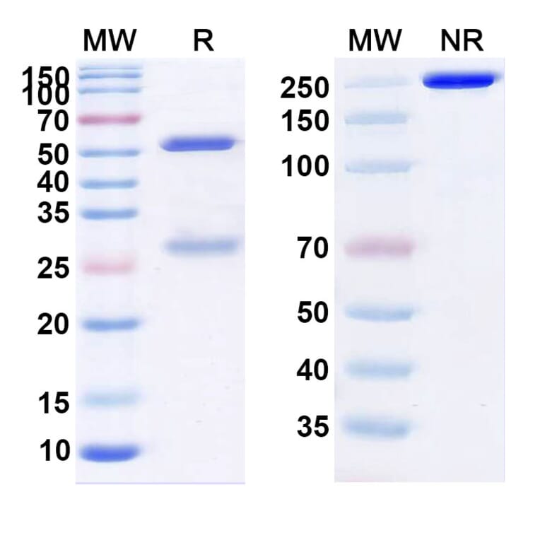 SDS-PAGE - Latozinemab Biosimilar - Anti-Sortilin Antibody - BSA and Azide free (A339104) - Antibodies.com