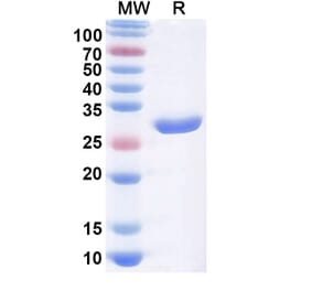 SDS-PAGE - Licaminlimab Biosimilar - Anti-TNF alpha Antibody - BSA and Azide free (A339107) - Antibodies.com