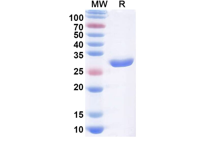 SDS-PAGE - Licaminlimab Biosimilar - Anti-TNF alpha Antibody - BSA and Azide free (A339107) - Antibodies.com