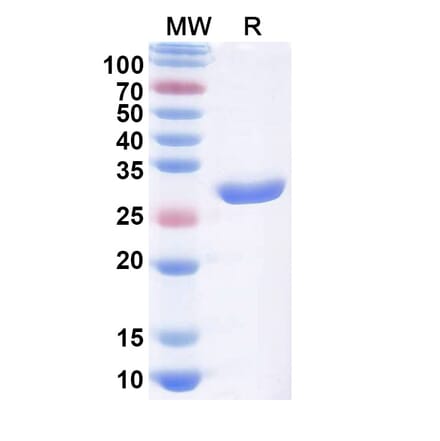 SDS-PAGE - Licaminlimab Biosimilar - Anti-TNF alpha Antibody - BSA and Azide free (A339107) - Antibodies.com