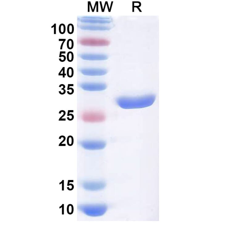 SDS-PAGE - Licaminlimab Biosimilar - Anti-TNF alpha Antibody - BSA and Azide free (A339107) - Antibodies.com