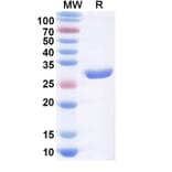 SDS-PAGE - Licaminlimab Biosimilar - Anti-TNF alpha Antibody - BSA and Azide free (A339107) - Antibodies.com