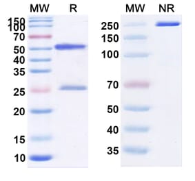 SDS-PAGE - Melrilimab Biosimilar - Anti-ST2 Antibody - BSA and Azide free (A339109) - Antibodies.com