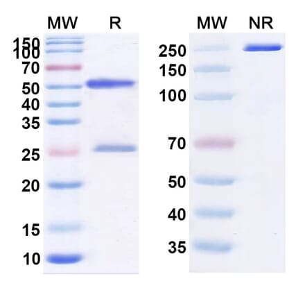SDS-PAGE - Plonmarlimab Biosimilar - Anti-GM-CSF Antibody - BSA and Azide free (A339115) - Antibodies.com