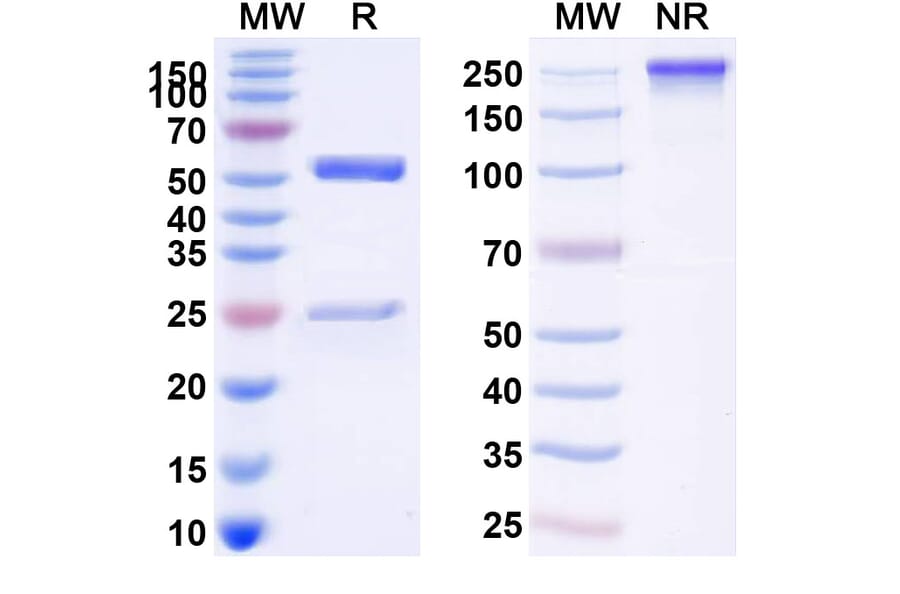 SDS-PAGE - Tixagevimab Biosimilar - Anti-SARS-CoV-2 Spike Protein RBD Antibody - BSA and Azide free (A339120) - Antibodies.com