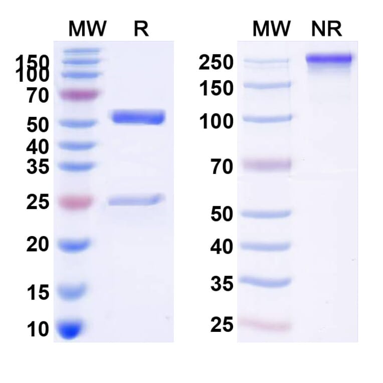 SDS-PAGE - Tixagevimab Biosimilar - Anti-SARS-CoV-2 Spike Protein RBD Antibody - BSA and Azide free (A339120) - Antibodies.com