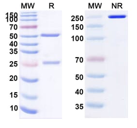 Dose-response - Zansecimab Biosimilar - Anti-Angiopoietin 2 Antibody - BSA and Azide free (A339125) - Antibodies.com