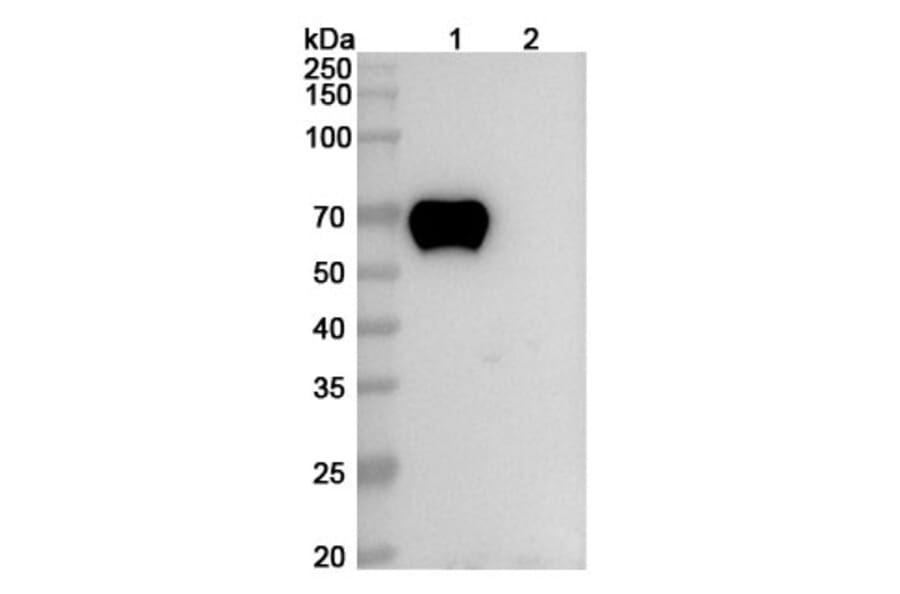 SDS-PAGE - Zilovertamab Biosimilar - Anti-ROR1 Antibody - BSA and Azide free (A339126) - Antibodies.com