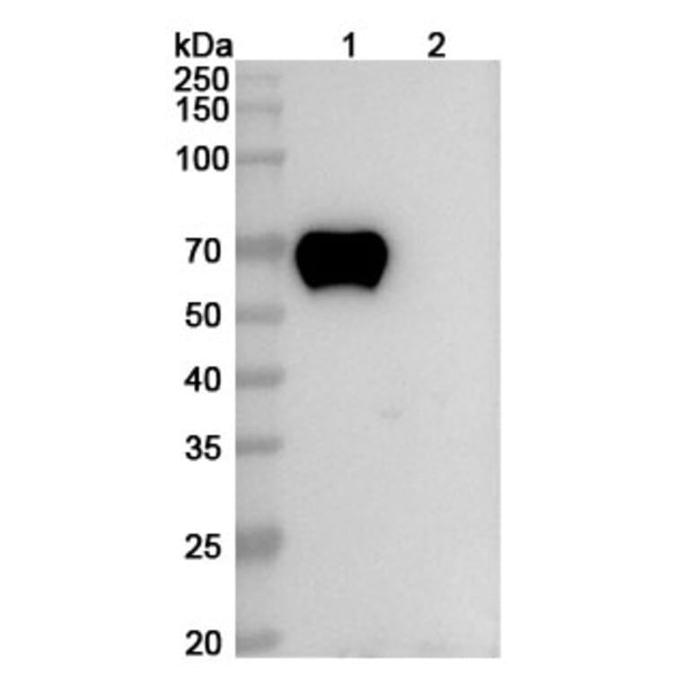 SDS-PAGE - Zilovertamab Biosimilar - Anti-ROR1 Antibody - BSA and Azide free (A339126) - Antibodies.com